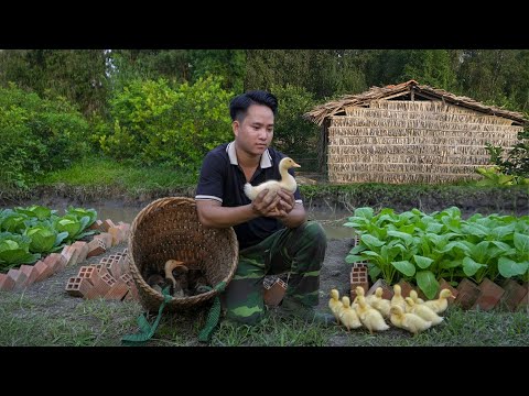 Doctor gave up city life and moved to the forest to build a farm, raise ducks, and grow vegetables