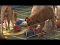 Puppy Bowl 2014: Cute puppies outshine the Super.