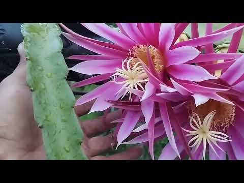 Começando a floração de pitaya em Itanhaém litoral de São Paulo