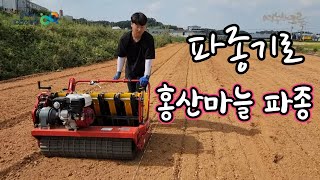 왕초보 아들 마늘 파종기로 마늘 심기 도전 홍산마늘