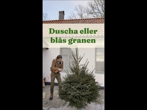 Duscha eller blås granen, tips när du tar in granen - Trädgårdshacks med GardenR