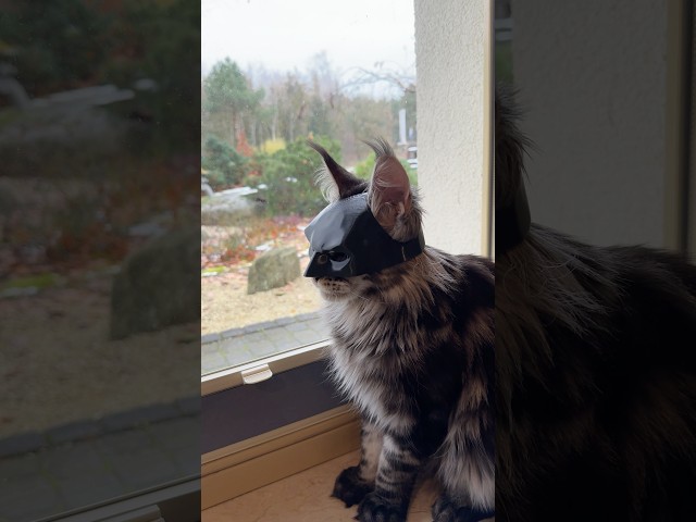 Vídeo relacionado con Aomig Máscara de Murciélago, Batman para Gato, Cosplay Halloween