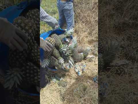 Colheita do abacaxi pérola no Rio do Janeiro no interior de São Francisco de Itabapoana