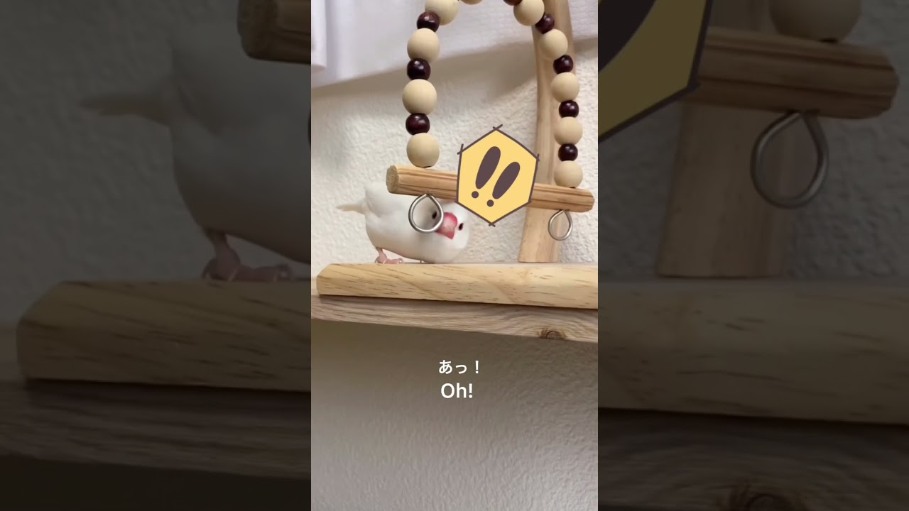 試しにスケボー動画以外もあげてみた #文鳥 #Shorts