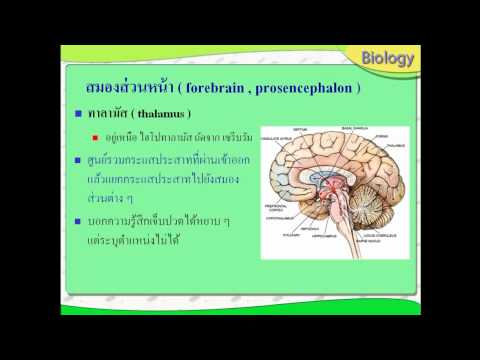 Exciters เสียงสำหรับผู้หญิง เพิ่มความแรงในการรักษา