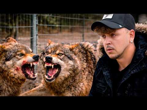 2 Lobos Se Pelean en Este Zoo