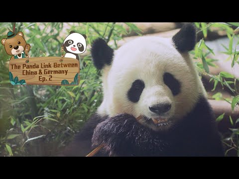 【The Panda Link Between China & Germany】Episode 2 Meng Xiang & Meng Yuan