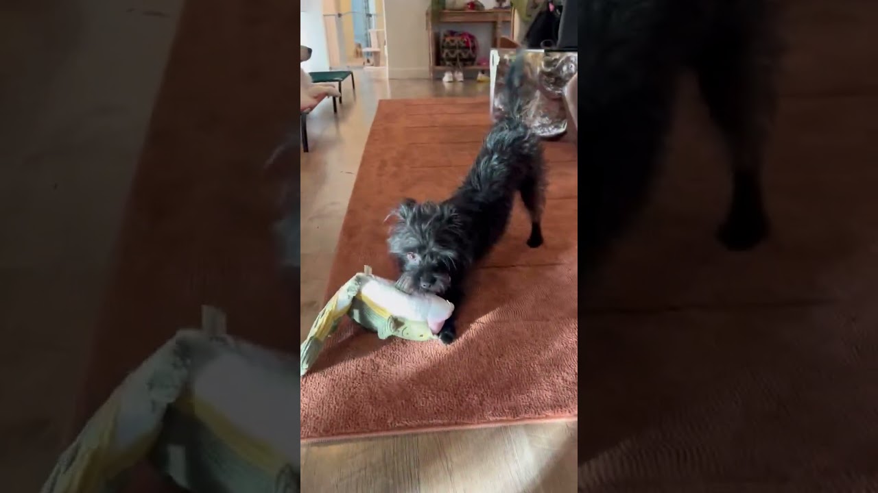 Flower, a ADOPTABLE mixed breed in Boulder, CO video 6/6