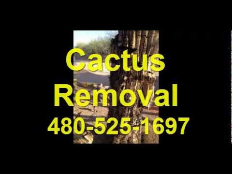 download lagu mp3 mp4 Cactus Removal Mesa, download lagu Cactus Removal Mesa gratis, unduh video klip Cactus Removal Mesa