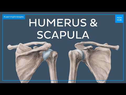Humerus and Scapula: Anatomy, Definition, Ligaments & Bones | Kenhub