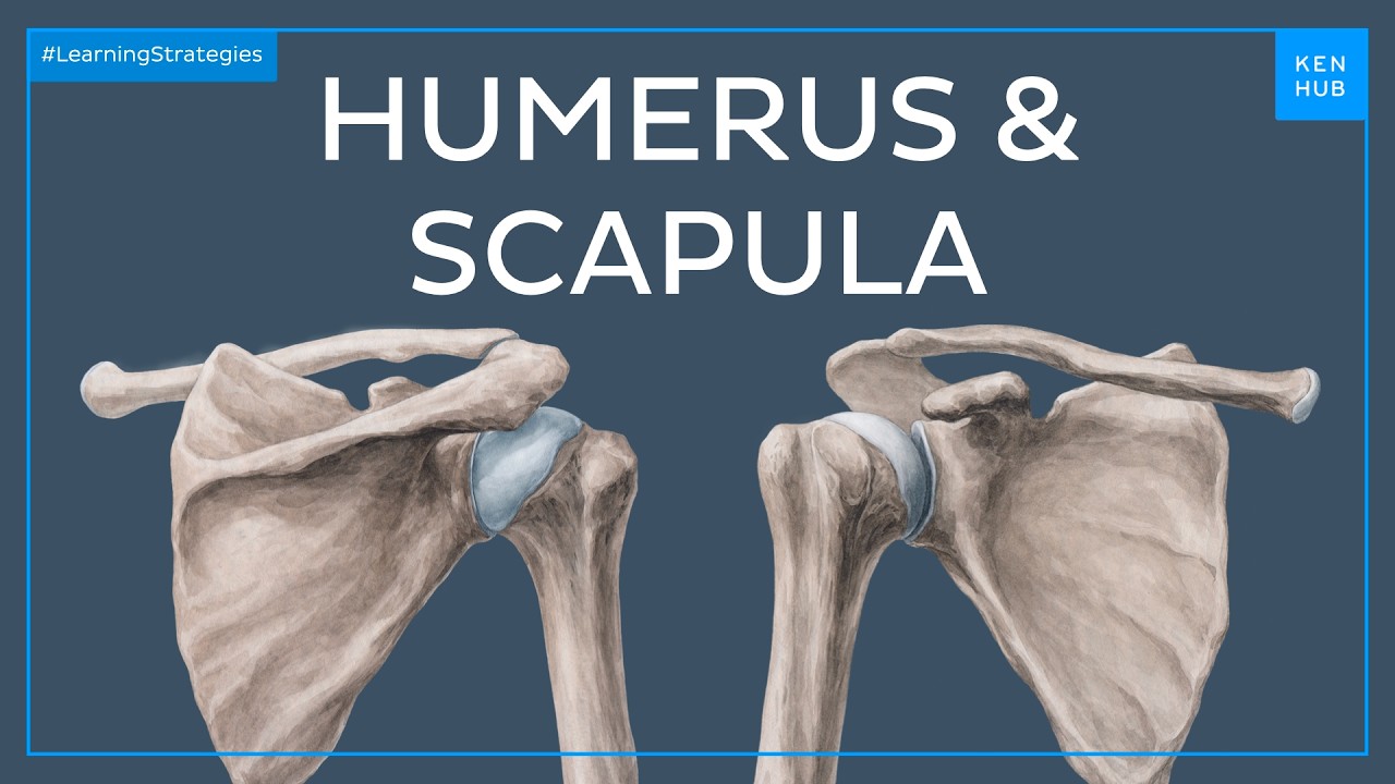 Humerus and Scapula: Anatomy, Definition, Ligaments & Bones | Kenhub
