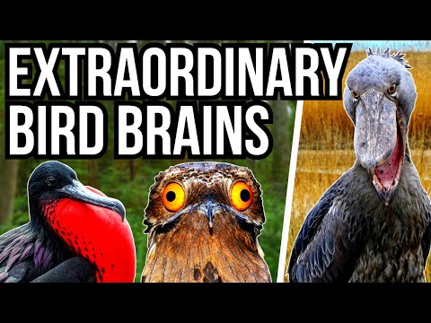 5 Of The Worlds Most Extraordinary Birds