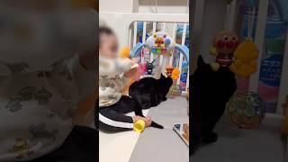 【黒猫】なぜそこに着地するのか、、、