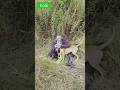 Kodi 0796/25