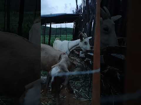 ALIMENTANDO A CABRA FINAL DE TARDE #pernambuco #cabrasleiteiras #anglonubian #santafilomena