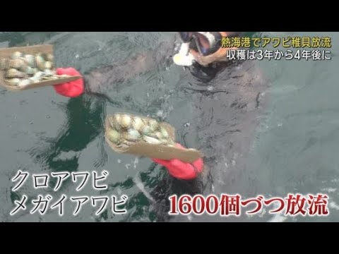 YouTube Video 静岡県熱海港でアワビの稚貝を放流　3,4年で収穫