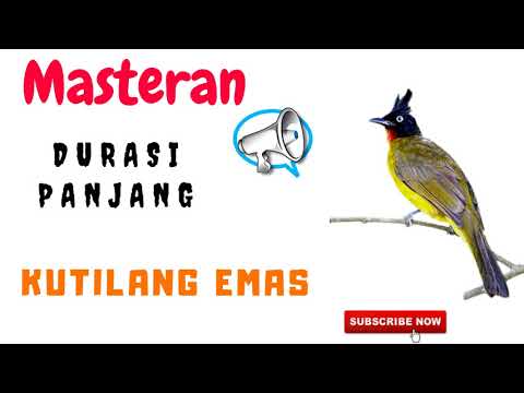 download lagu mp3 mp4 Masteran Kutilang Emas Mp3, download lagu Masteran Kutilang Emas Mp3 gratis, unduh video klip Masteran Kutilang Emas Mp3