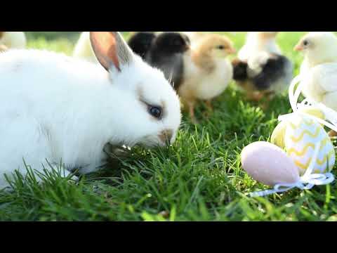 Rabbit eating grass | cute video | ASMR | therapy mind relaxing