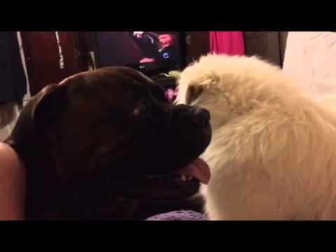 Bull mastiff and Great Pyrenees at play