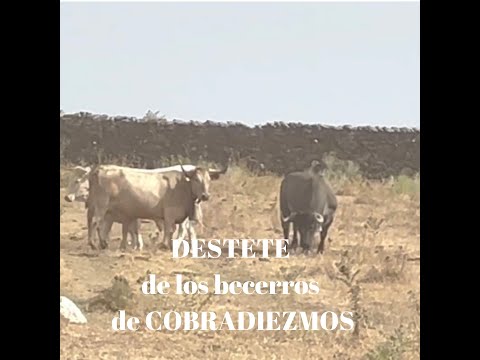 🥰INCREÍBLE Presenciar DESTETE de  becerros de COBRADIEZMOS
