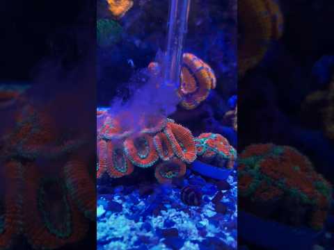 How it looks to feed a coral
