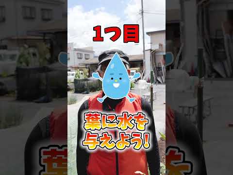 ダニを怖がらせる植物は何ですか?この夏、自然に害虫を撃退し、刺されを防ぐトップ 5 種  庭園