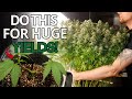 How To Mainline Cannabis Plants A Step By Step Guide To Bigger Yields Manifolding