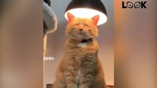 FUNNY CATS 😂 4 MINUTES OF LAUGHTER 😂 TRY NOT TO LAUGH