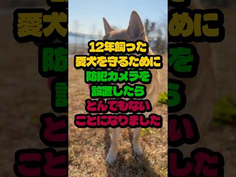 ㊗️80万再生🎊12年飼った愛犬を守るために防犯カメラを設置したらとんでもないことになりました