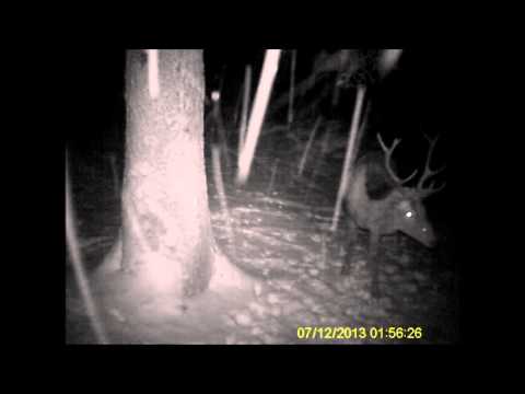 3er Hirsch 7 12 2013