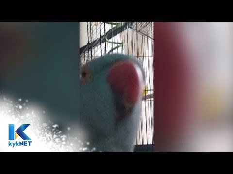 Kwêla Funnies: Week 5 - AANDAG