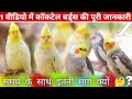 FULL DETAILS OF COCKTAIL BIRDS IN ONE VIDEO कॉकटेल बर्ड्स के बार�