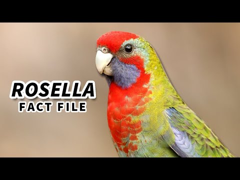 Rosella Facts: the ROSE HILL Parrot 🦜 Animal Fact Files