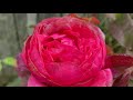 Summer Blooms 2021