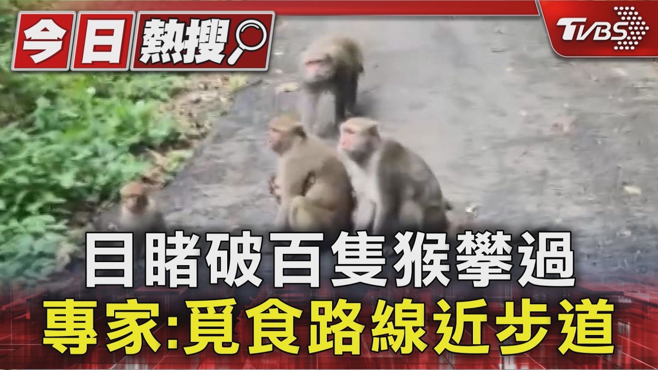 大坑4號步道 猴群全員覓食中 小猴墜砸車友｜TVBS新聞 @TVBSNEWS01