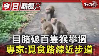台中逾百隻獼猴「走上電線」!專家警告:1事千萬別做