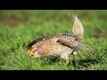 Sharp-tailed Grouse Dancing On Their Courtship & Mating Lek