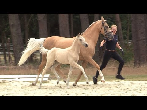 Nr. DÜSENBERG SeM, HF von D Power AT - FS Dior de Luxe