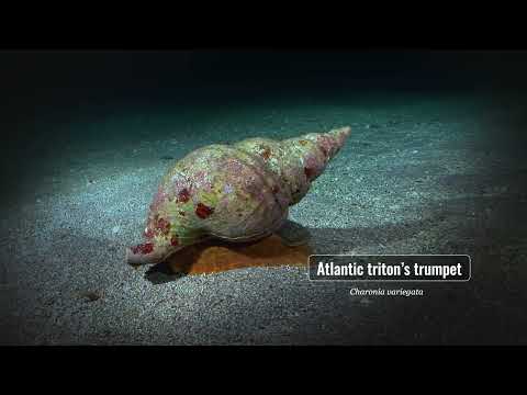 The Deep Blue of Bodrum - Bodrum Diving Points