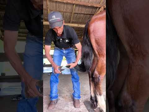 Get New PonyTail In 21 Seconds #asmr #horse #farrierlife #satisfying #oddlysatisfying
