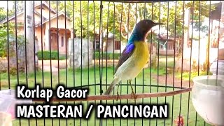 Download lagu kolibri kelapa | wiceh | manggar | pancingan / korlap gacor masteran / pancingan burung bahan mp3