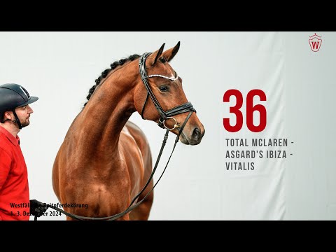 Reitpferdekörung 2024 Katnr.36 Total McLaren - Asgard's Ibiza - Vitalis