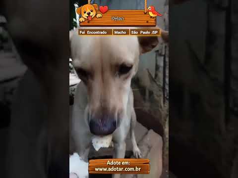 Vídeo de Dylan