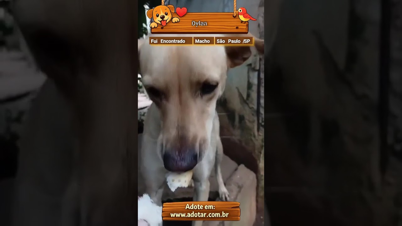 Cachorro raça SRD-ViraLata idade 5 anos nome Dylan