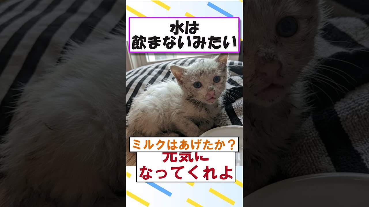 弱ってる猫拾った…#2ch #猫