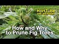 How and Why to Prune Fig Trees