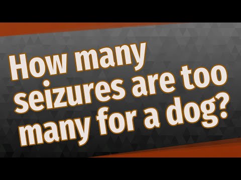 How many seizures are too many for a dog?