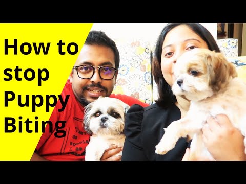 How to REDUCE and STOP Puppy Biting (Best WORKING Tips) Video