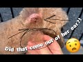 Plucking The Inside Of A Doodle Ears Why Do It