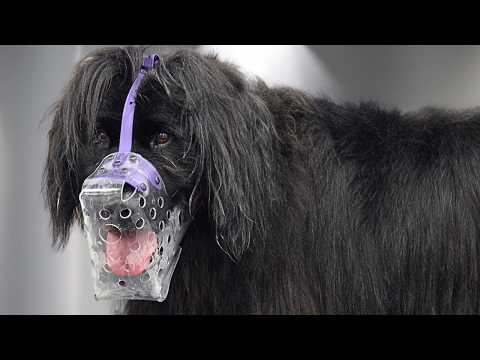 I Never Thought I'd Muzzle a Newfoundland Dog...